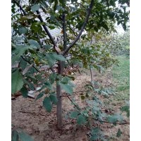 八至拾公分的大核桃樹，平果樹，梨樹，冬青杏樹。二至五公分的文