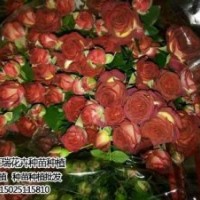 卡羅拉玫瑰苗供應(yīng)_卡羅拉玫瑰苗_紅瑞花卉(圖)