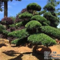 10公分造型羅漢松_羅漢松_萬(wàn)達(dá)苗圃(圖)