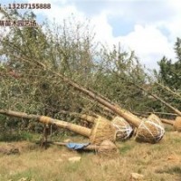 24公分銀杏樹價格,銀杏樹價格,綠萌銀杏(多圖)