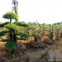 女貞|萬達苗圃|1.5米大葉女貞價格