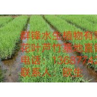 基地大量直銷供應(yīng)花葉蘆竹-首選群鋒水生植物有限公司