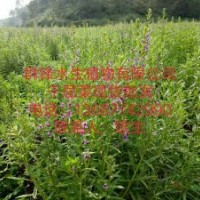 基地直銷千屈菜-推薦群鋒水生植物有限公司