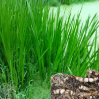 江蘇哪里有水菖蒲低價供應(yīng)