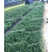 福建茶地被 自產(chǎn)自銷 成活率高 現(xiàn)貨批發(fā)