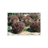 供應(yīng)紅葉石楠球、石楠球、紅葉小檗球、小葉女貞球