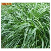 大量供進(jìn)口一年生黑麥草種子