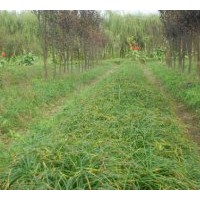 供應(yīng)大葉麥冬草，中葉麥冬草，小葉麥冬草 金邊麥冬草，彩葉麥