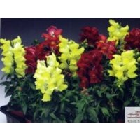 供應(yīng)金魚(yú)草 金魚(yú)草地被草花苗木 成都苗圃草花地被