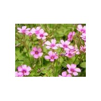 供應(yīng)紅花草，麥冬，鳶尾，蔥蘭