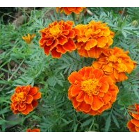 草花 青州草花：主要產(chǎn)品:月季、大花月季，大紅帽月季，豐花月季