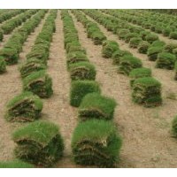 出售各類(lèi)草坪、苗木：馬尼拉草坪，矮生百慕達(dá)草坪，高羊茅草坪，