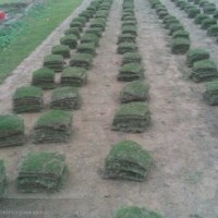 長期出售大量百慕大草皮