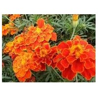 供應(yīng)孔雀草