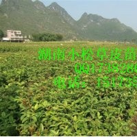 湖南馬尼拉草皮大量，湖南草坪行情，湖南杜鵑苗木行情