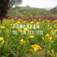 供應(yīng)大花萱草大花萱草價格大花萱草苗圃