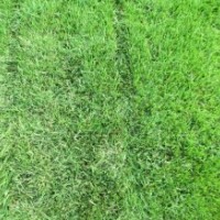 供應(yīng)馬尼拉草坪，百慕大草坪