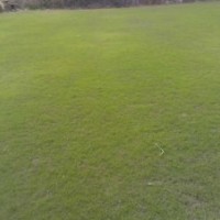 供應(yīng)綠化苗木草坪馬尼拉 百慕大 麥冬草 天堂草 中華結(jié)縷草 混播