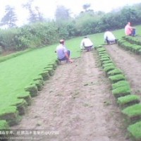 貴州草皮 貴州安順草皮 貴州安順馬尼拉草皮基地