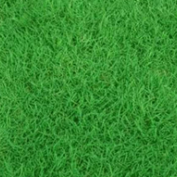 大量銷售百慕大黑麥草混播草坪