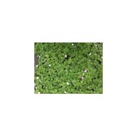 江蘇紅花酢漿草工程苗銷售