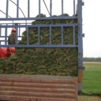 草坪基地 河北草坪基地 石家莊草坪基地