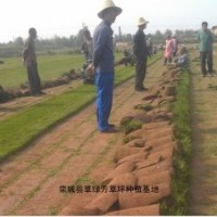 早熟禾,草坪,高羊茅