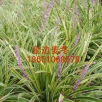 金邊麥冬哪里多，金邊麥冬哪里便宜，出售金邊麥冬