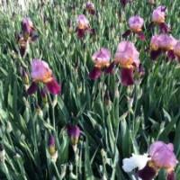 鳶尾繽紛供應(yīng)熱銷為您完美呈現(xiàn)