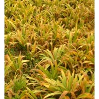 直銷鳶尾，紅花草，蔥蘭，玉簪，金葉麥冬