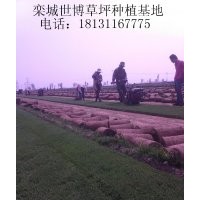 運(yùn)城草坪 忻州草坪 欒城草坪