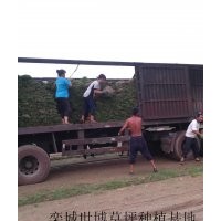 商丘草坪|焦作草坪|鶴壁草坪|河北苗木基地
