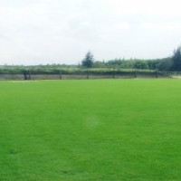 句容欣欣草坪基地供應(yīng)優(yōu)質(zhì)狗牙根草坪