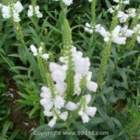 假龍頭 千屈菜 醉魚草 常夏石竹