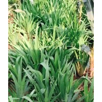 大花萱草、金娃娃萱草、麥冬、鳶尾、馬蘭、玉簪