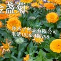 金盞菊種子怎么種植