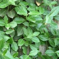 扶芳藤地被植物天禧苗木場供應