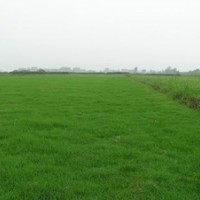 優(yōu)質(zhì)馬尼拉草坪，天堂草，百慕大低價售電15961543375