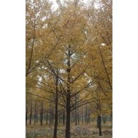 江蘇銀杏樹基地,銀杏樹基地,鑫苑銀杏(多圖)