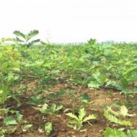 歐洲紅櫟批發(fā)|歐洲紅櫟|美彩楓(查看)