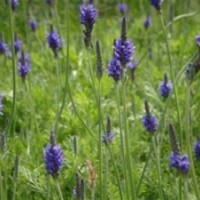 優(yōu)質(zhì)宿根花卉|宿根花卉|君誠(chéng)花卉苗木(查看)