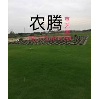 草坪 草種 草坪卷 沙培草 土培草