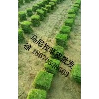 廣州草皮|江西草皮|貴州草皮|廣西草皮|-湖南馬尼拉草