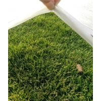 石家莊早熟禾草坪