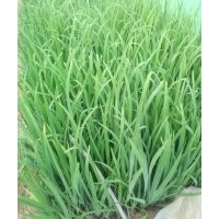 供應(yīng)水生植物黃花鳶尾丶植物黃花鳶尾丶黃花鳶尾