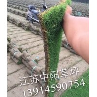 馬尼拉，混播黑麥草：狗牙根(百慕大)，天堂草，草坪卷，草坪毯，