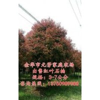 高桿紅葉石楠|【元芳家庭農(nóng)