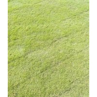 馬拉尼草皮批發(fā),南通馬拉尼,金氏苗木(查看)