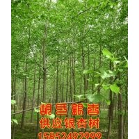 銀杏樹苗的行情_銀杏樹苗_胡氏銀杏(查看)