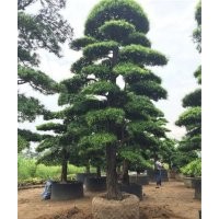 日本造型羅漢松,造型羅漢松,萬達苗圃(圖)